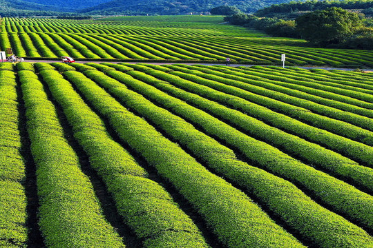 茶葉