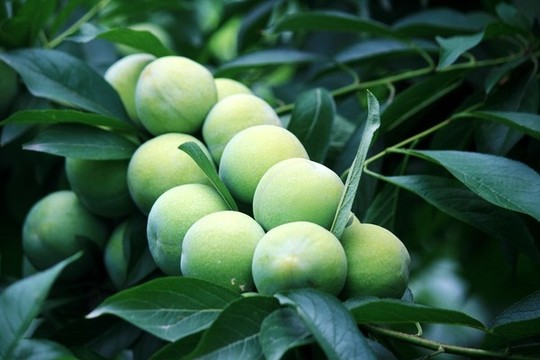 李子