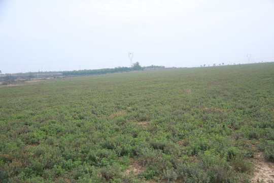 田野