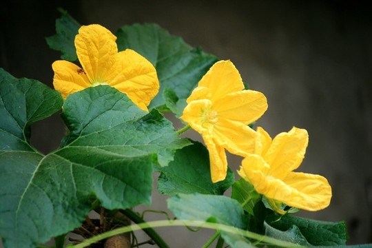 冬瓜花