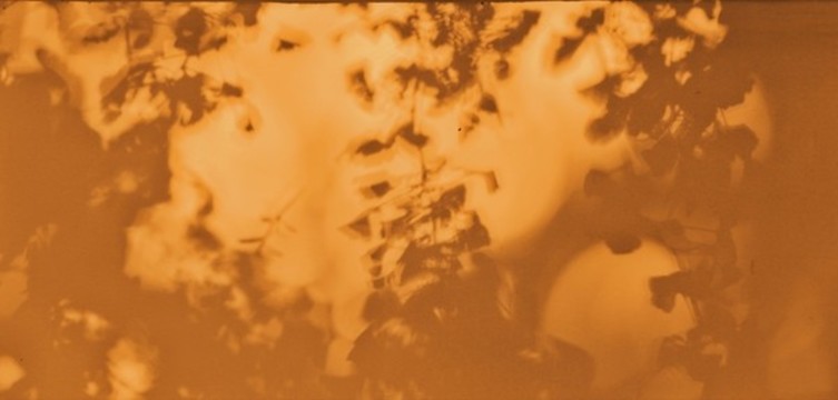 紅墻樹影