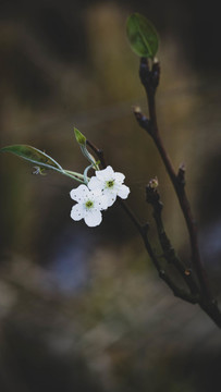 梅花