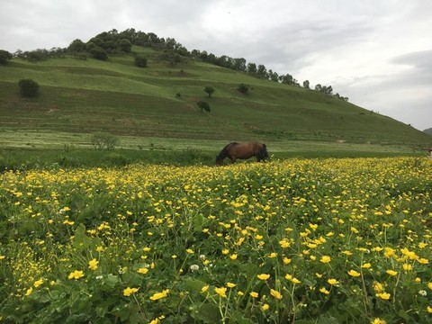 開滿花的草原