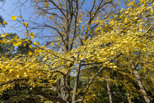 香山公園雙清別墅院里的銀杏樹葉