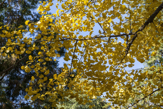 香山公園雙清別墅院里的銀杏樹(shù)葉