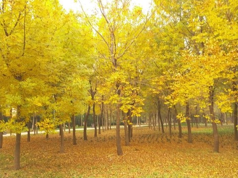 金秋滿園