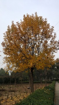 秋天的樹(shù)