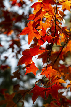 金秋時節(jié)的北京香山公園紅葉
