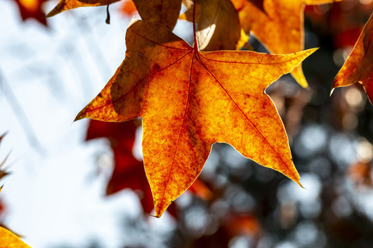 金秋時(shí)節(jié)的北京香山公園紅葉