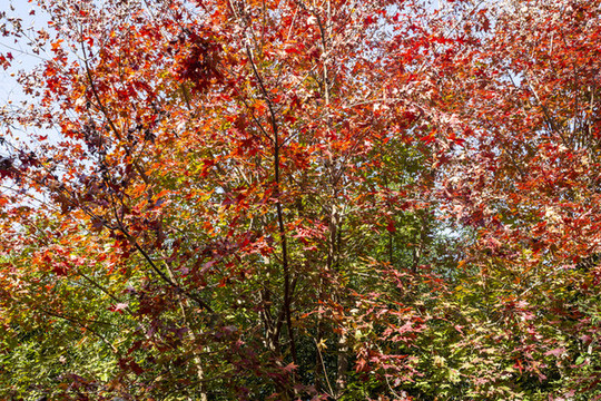 金秋時(shí)節(jié)的北京香山公園紅葉