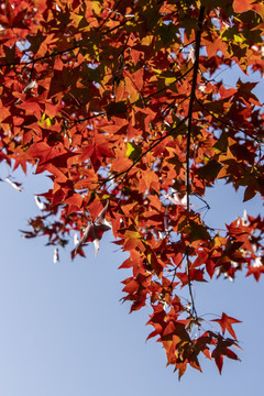 金秋時(shí)節(jié)的北京香山公園紅葉