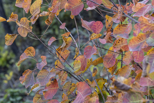 金秋時(shí)節(jié)的北京香山公園紅葉