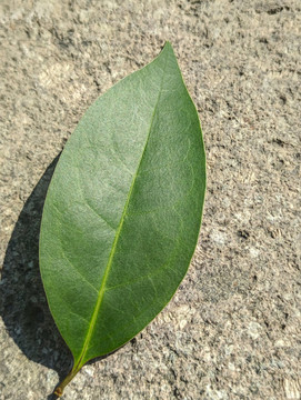 綠葉一片
