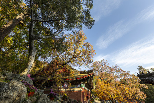 紅葉掩映下的北京香山公園勤政殿