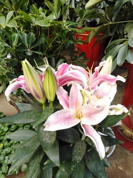 百合花