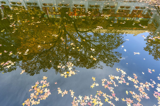 水中倒影中北京香山公園勤政殿