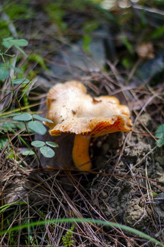 森林小精靈