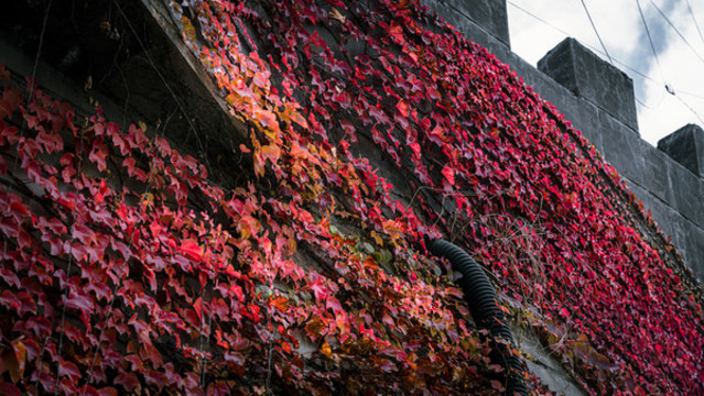 爬山虎五葉地錦秋天紅葉
