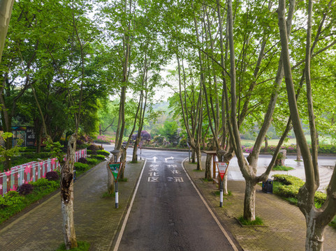 湖北武漢東湖磨山杜鵑園初春風(fēng)光