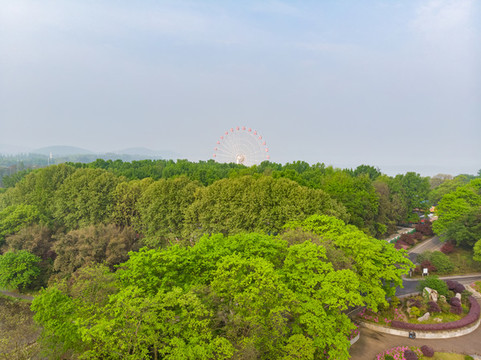 湖北武漢東湖磨山杜鵑園初春風(fēng)光