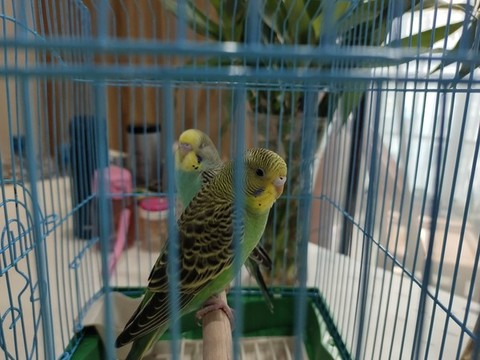 鸚鵡