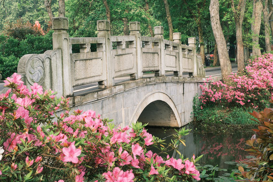 湖北武漢東湖磨山杜鵑園初春風(fēng)光