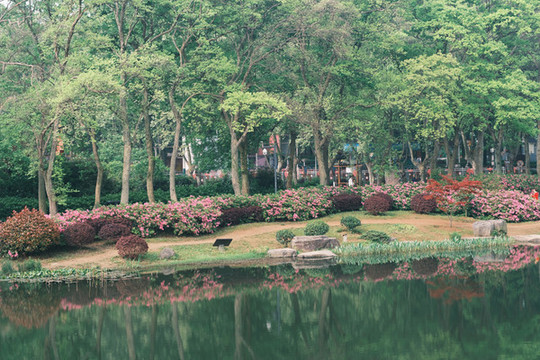 湖北武漢東湖磨山杜鵑園初春風(fēng)光
