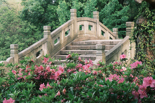 湖北武漢東湖磨山杜鵑園初春風(fēng)光