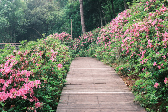 湖北武漢東湖磨山杜鵑園初春風(fēng)光