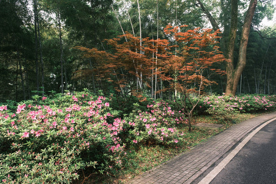 湖北武漢東湖磨山杜鵑園初春風(fēng)光