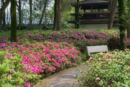 湖北武漢東湖磨山杜鵑園初春風(fēng)光