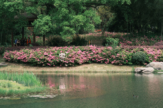 湖北武漢東湖磨山杜鵑園初春風(fēng)光