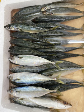 海魚
