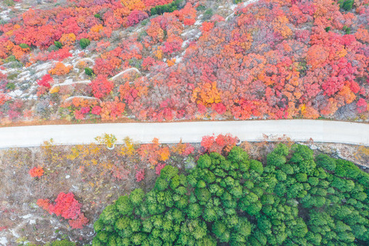 航拍濟(jì)南蝎子山蚰蜒山紅葉