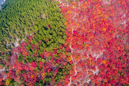 航拍濟南蝎子山蚰蜒山紅葉