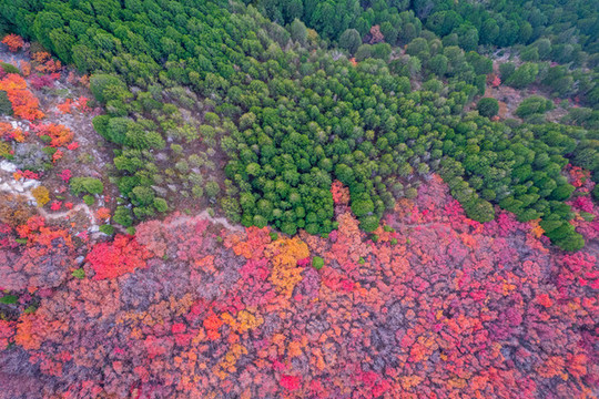航拍濟南蝎子山蚰蜒山紅葉
