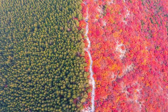 航拍濟南蝎子山蚰蜒山紅葉