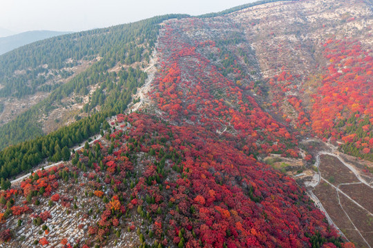 航拍濟南蝎子山蚰蜒山紅葉