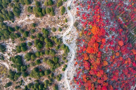 航拍濟南蝎子山蚰蜒山紅葉