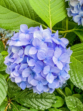 繡球花