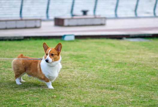 萌寵柯基犬