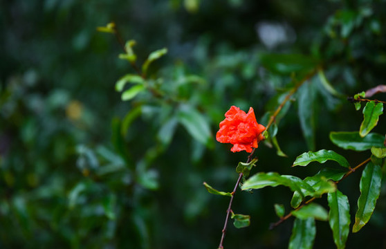 一朵紅色石榴花