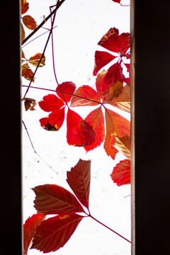 紅葉