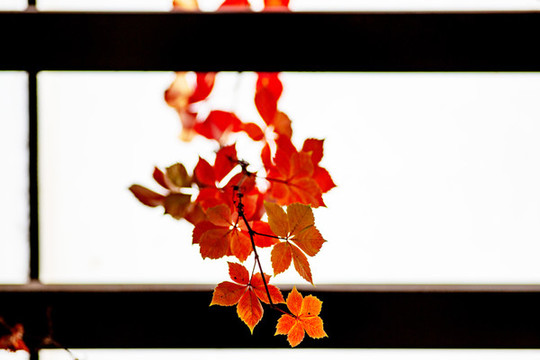 紅葉