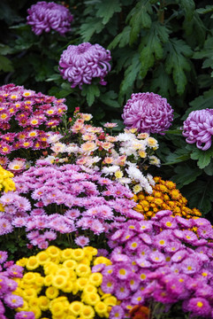秋季盛開(kāi)的菊花背景壁紙