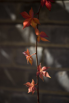 紅葉