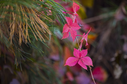 紅葉