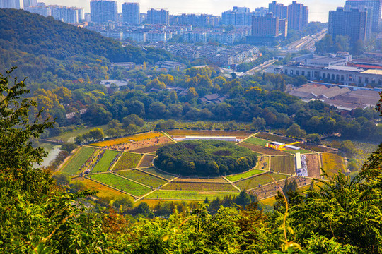 秋天的八卦田遺址