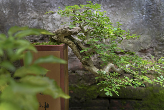 盆景