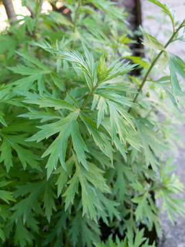 菊科植物五月艾